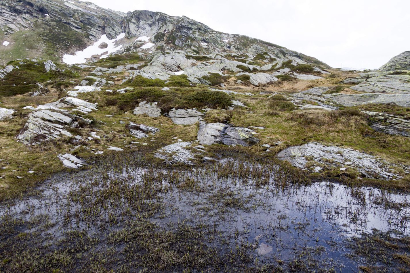 Storvandre: San Bernardino