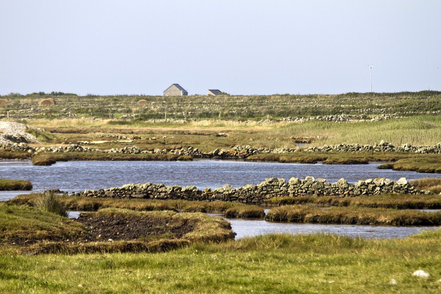 Storvandre: Cap de la Hague