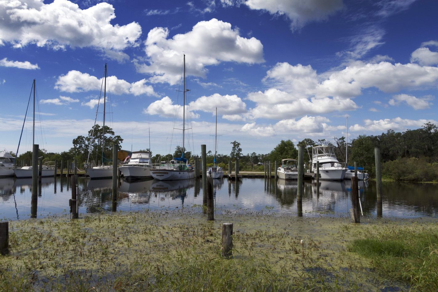 Storvandre: New Orleans