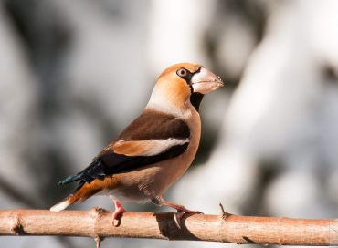Coccothraustes coccothraustes