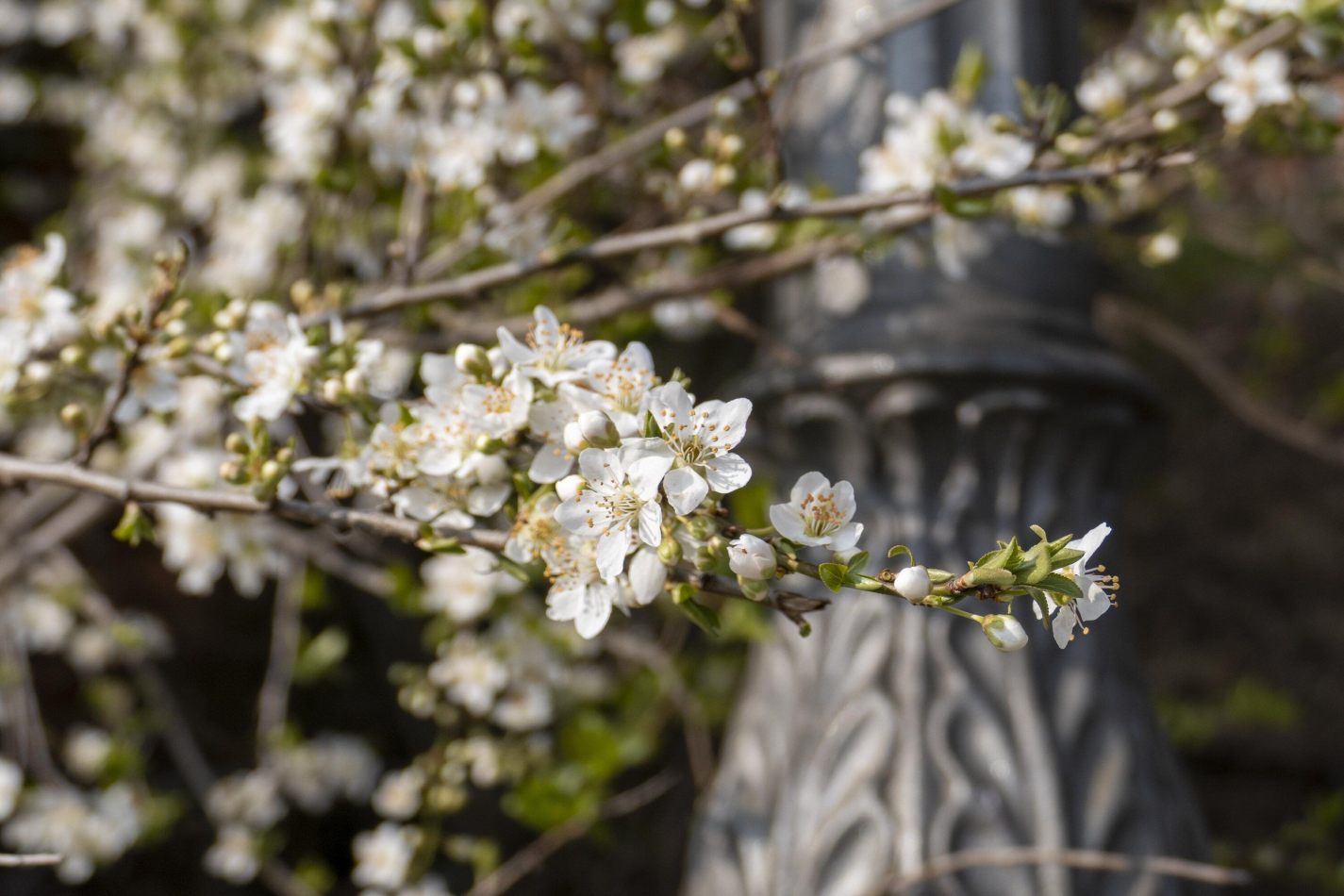 Storvandre: Racconigi