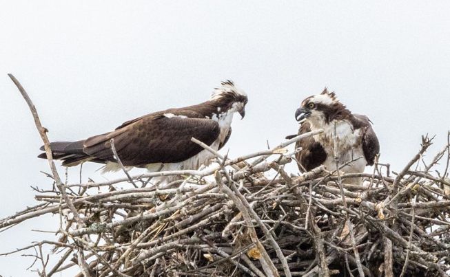 Rehoboth Beach Prime Hook NWR