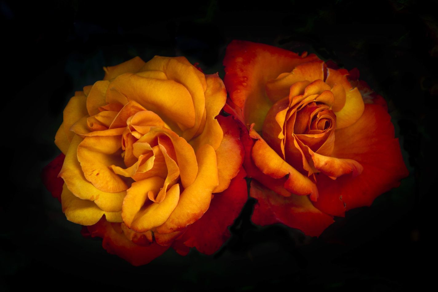 Storvandre: Monza Royal Gardens