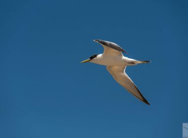 Thalasseus bengalensis