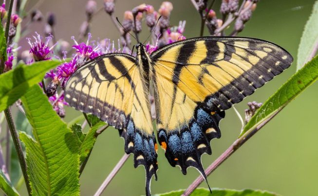 Indianapolis Big Oaks NWR