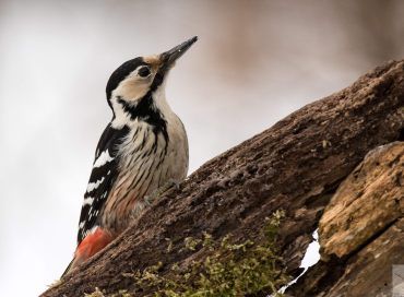 Dendrocopus leucotos