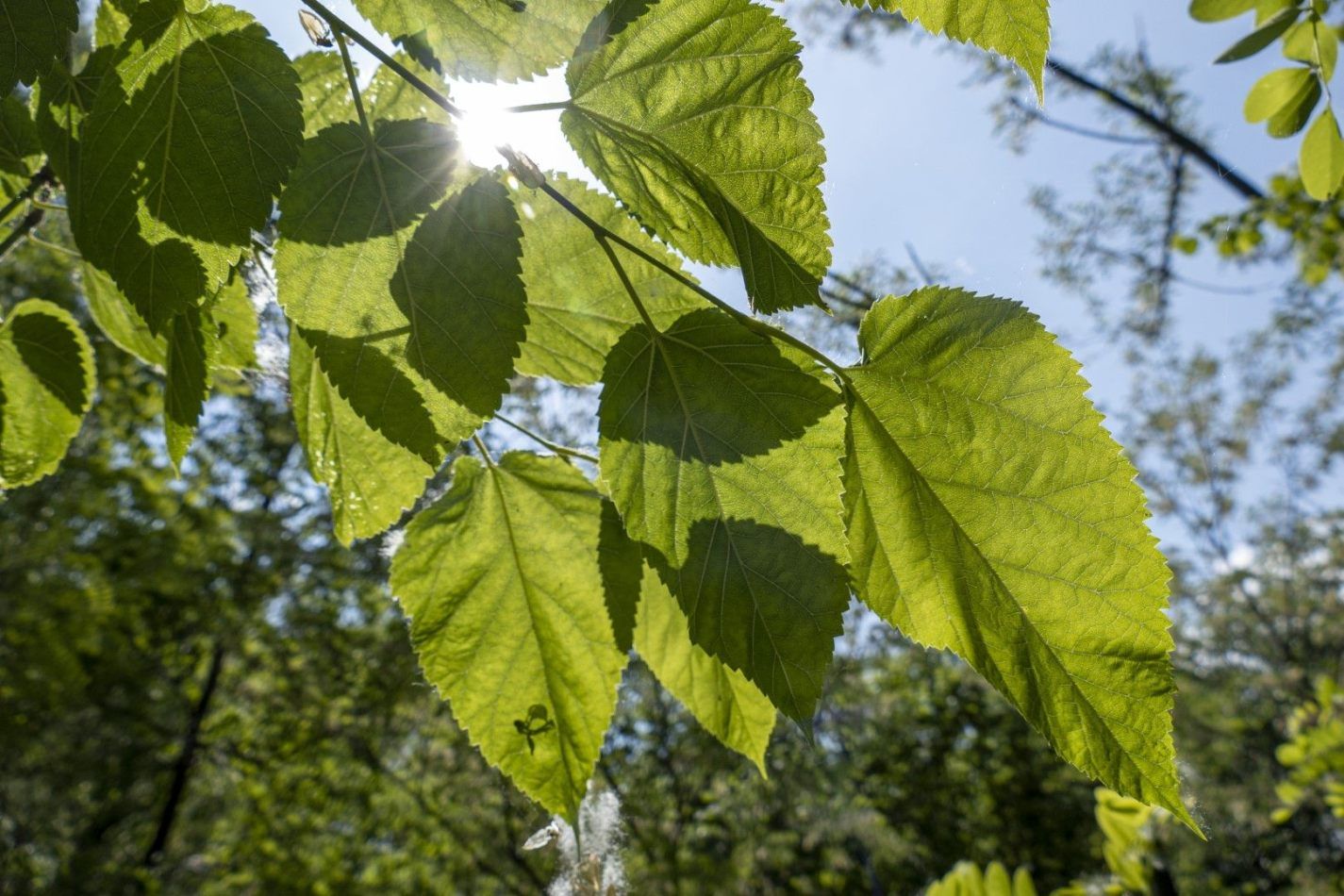 Storvandre: Adda River