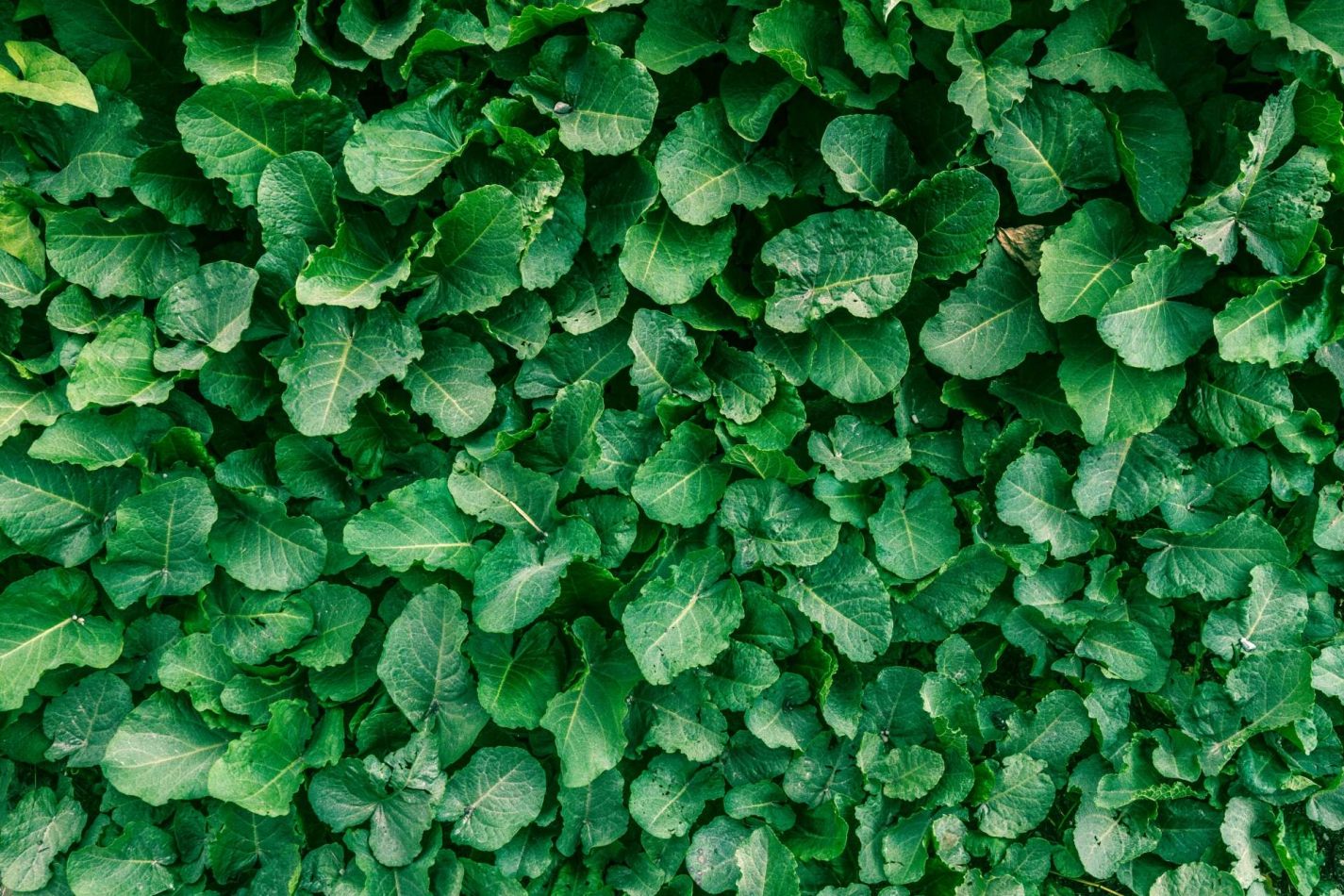 Storvandre: Ritom Lake