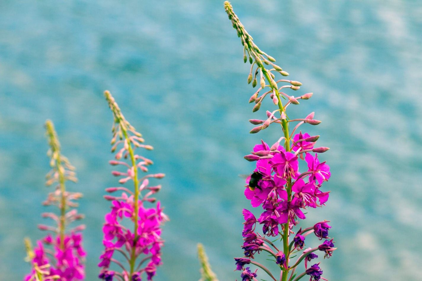 Storvandre: Ritom Lake