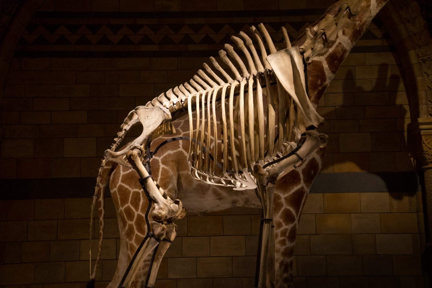 Storvandre: Natural History Museum