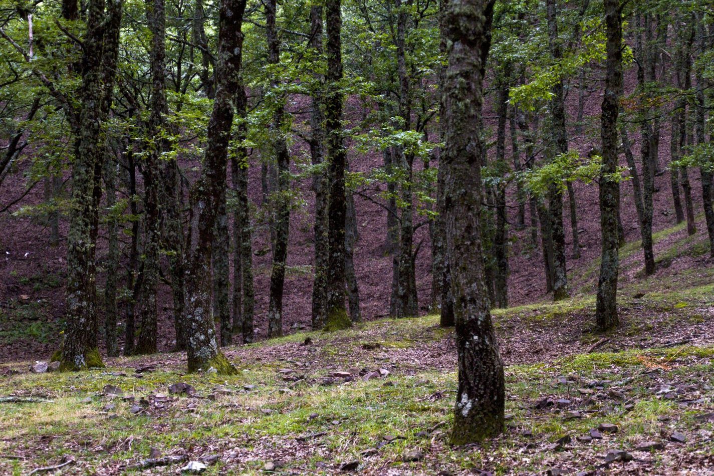 Storvandre: Madon� e