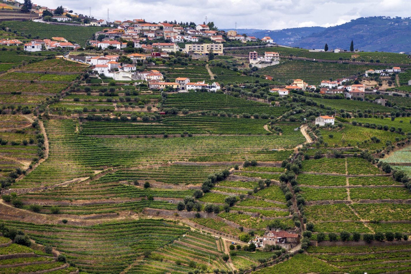 Storvandre: Douro Valley