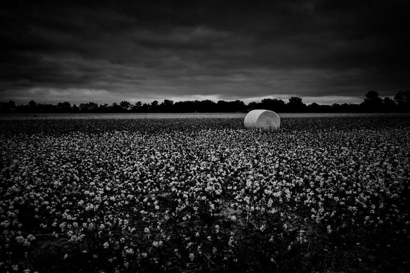 Storvandre: Mississippi