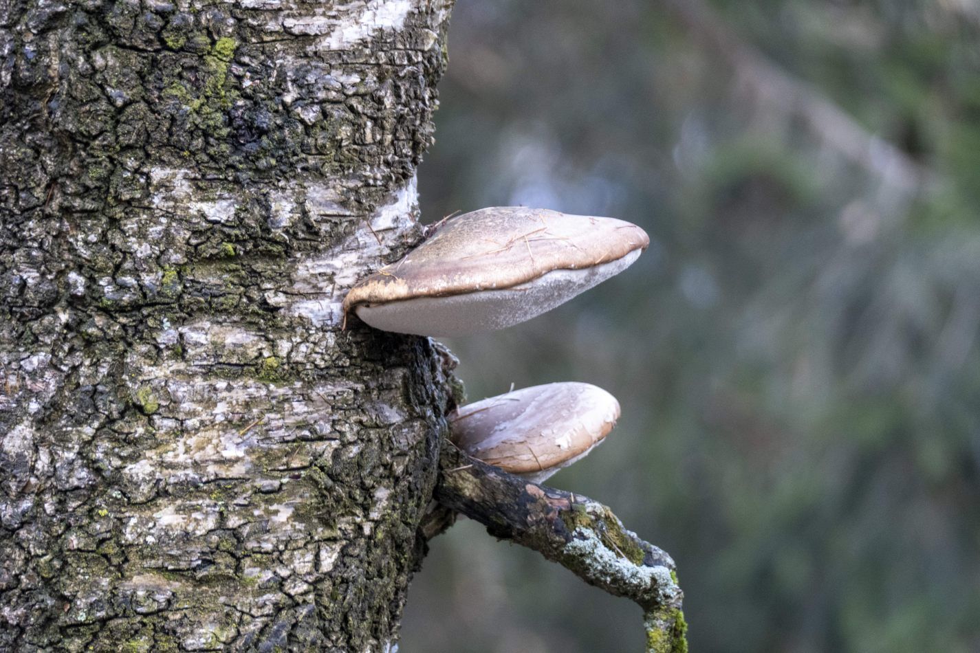 Storvandre: Piani Resinelli