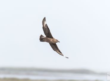 Stercorarius skua