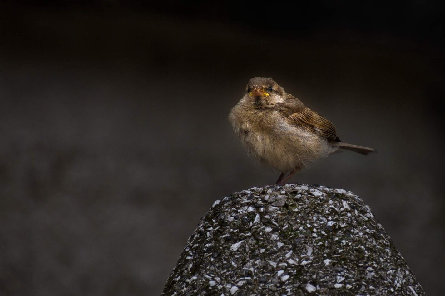 Storvandre: Ljubljana