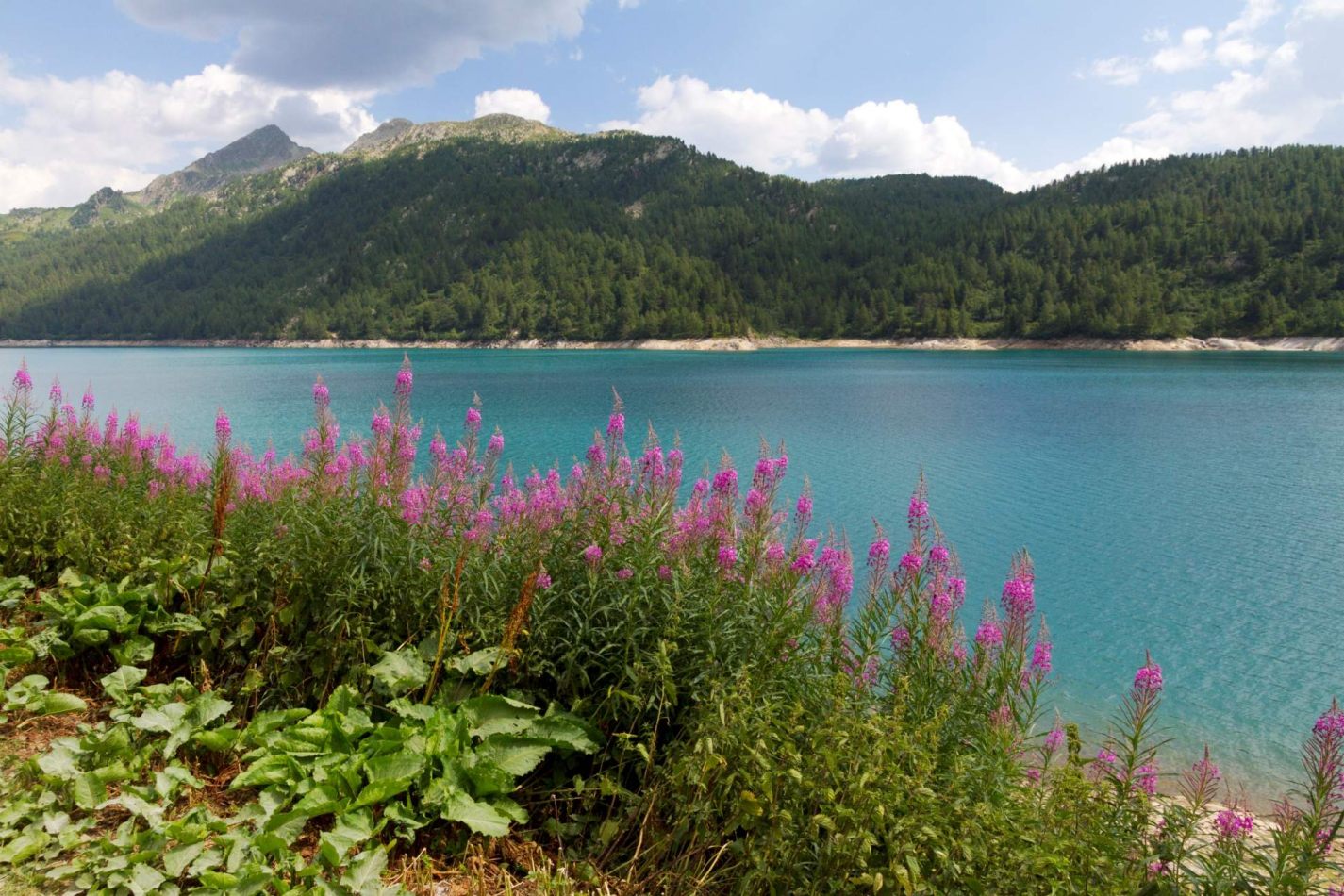 Storvandre: Ritom Lake