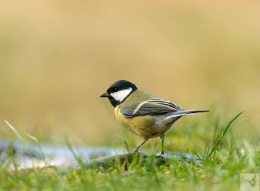 Parus major