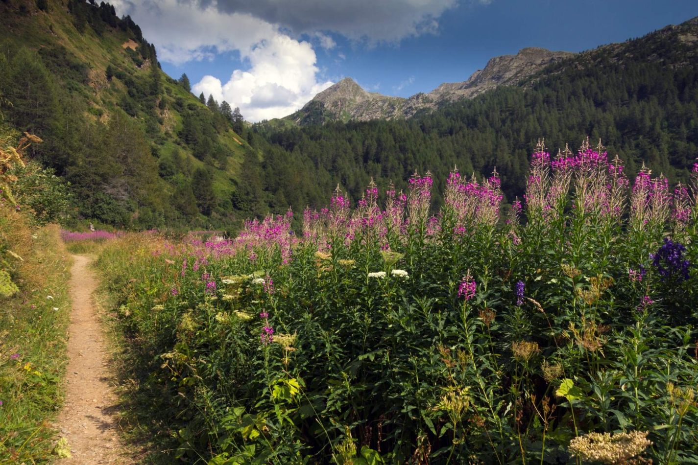 Storvandre: Ritom Lake