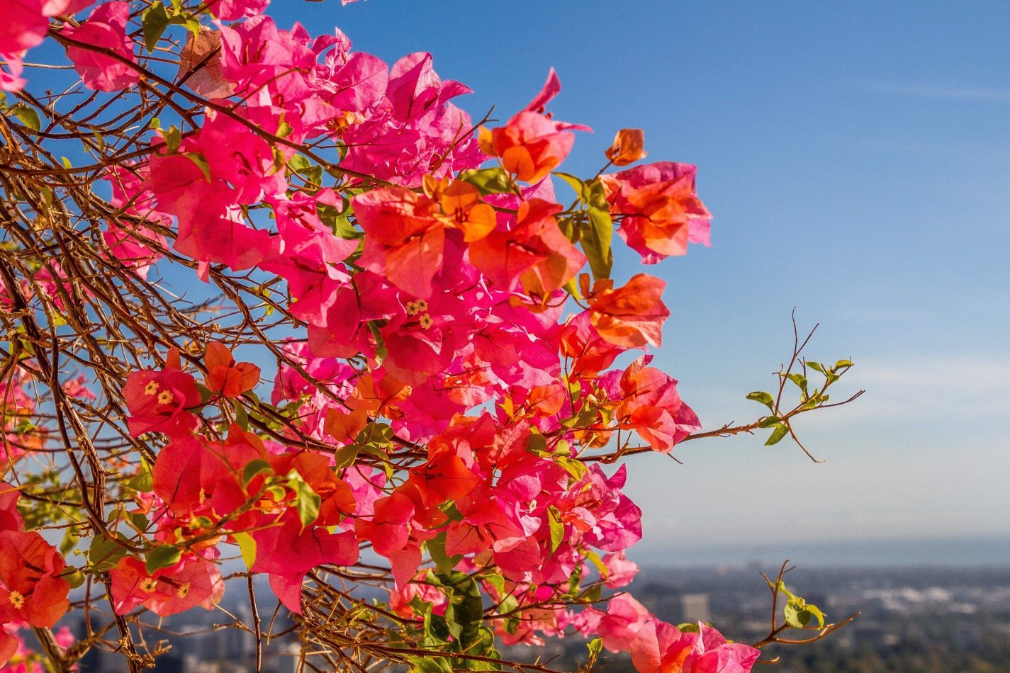 Storvandre: Los Angeles