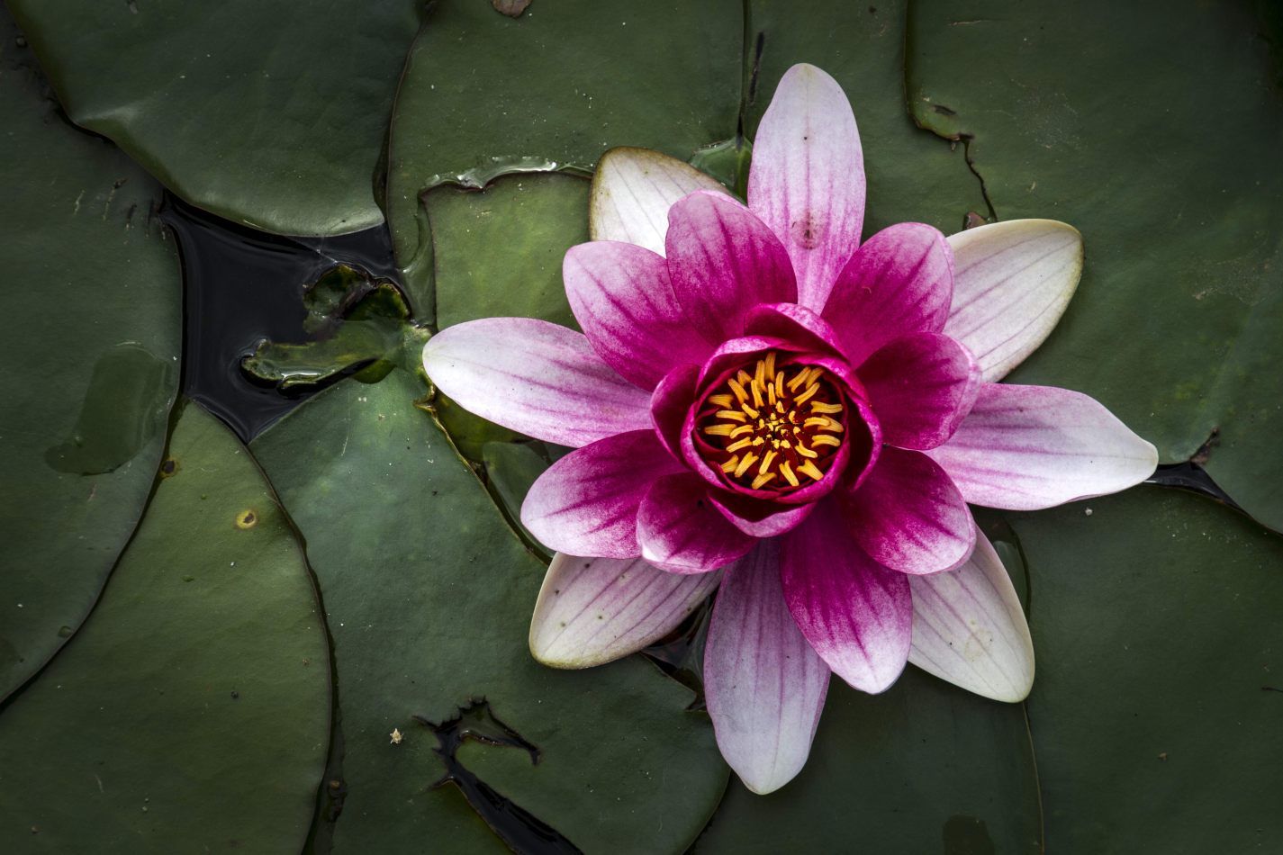 Storvandre: Monza Royal Gardens