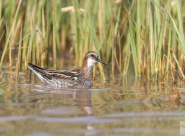 Phalaropus lobatus