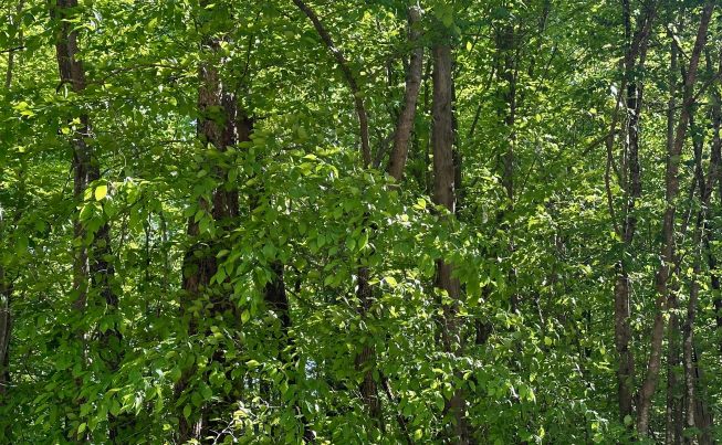 Wilmington to Oak Ridge