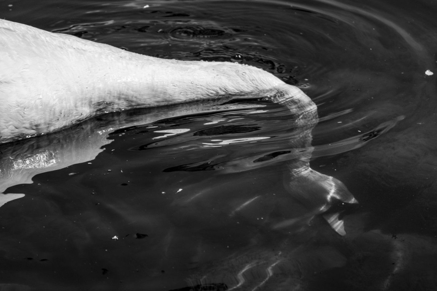 Storvandre: Adda River