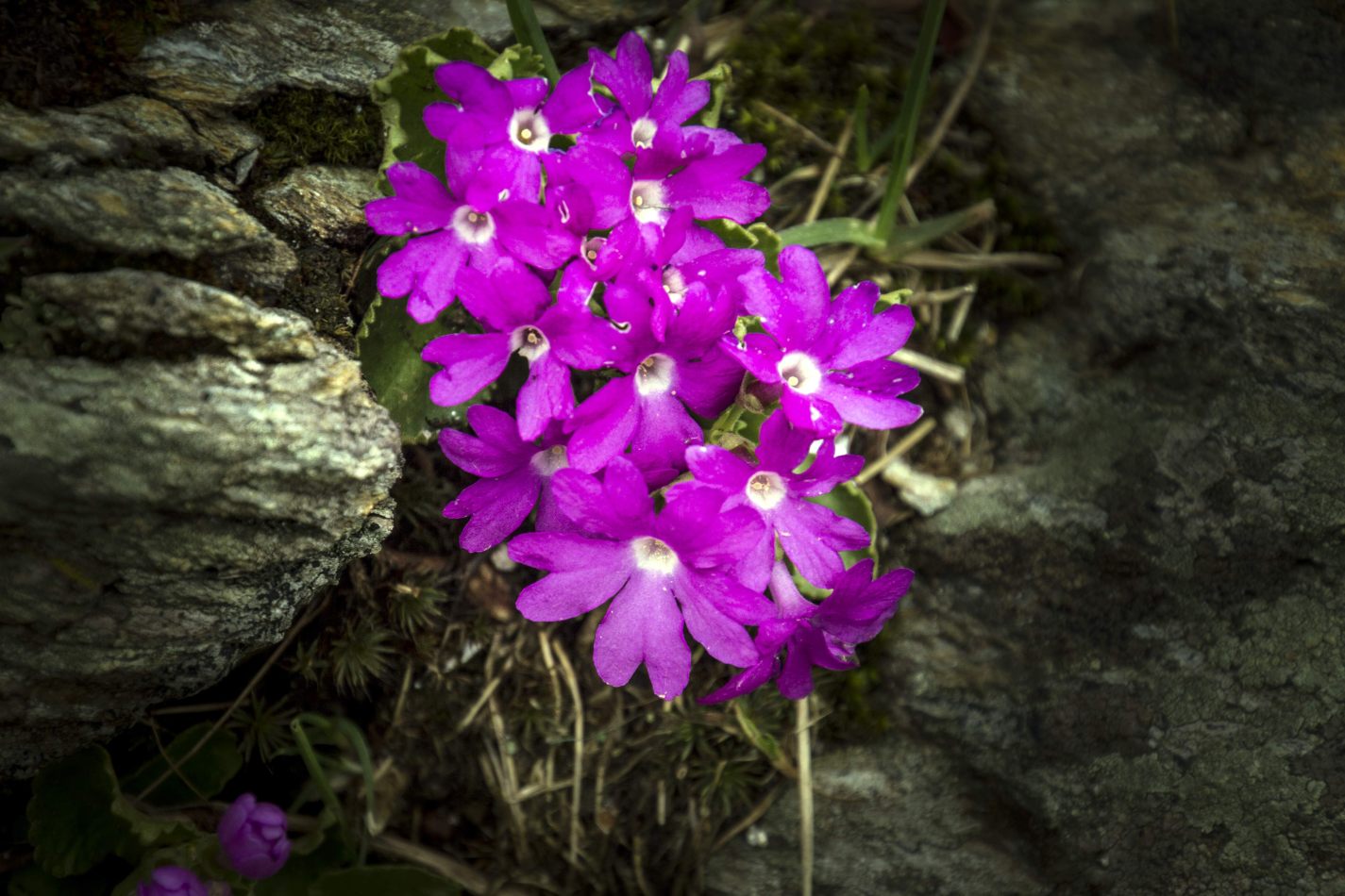 Storvandre: San Bernardino