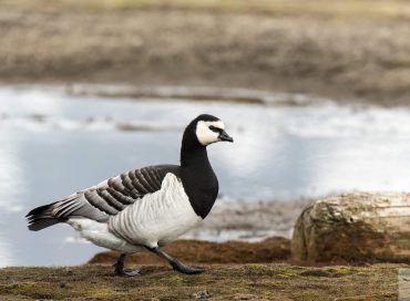 Branta leucopsis