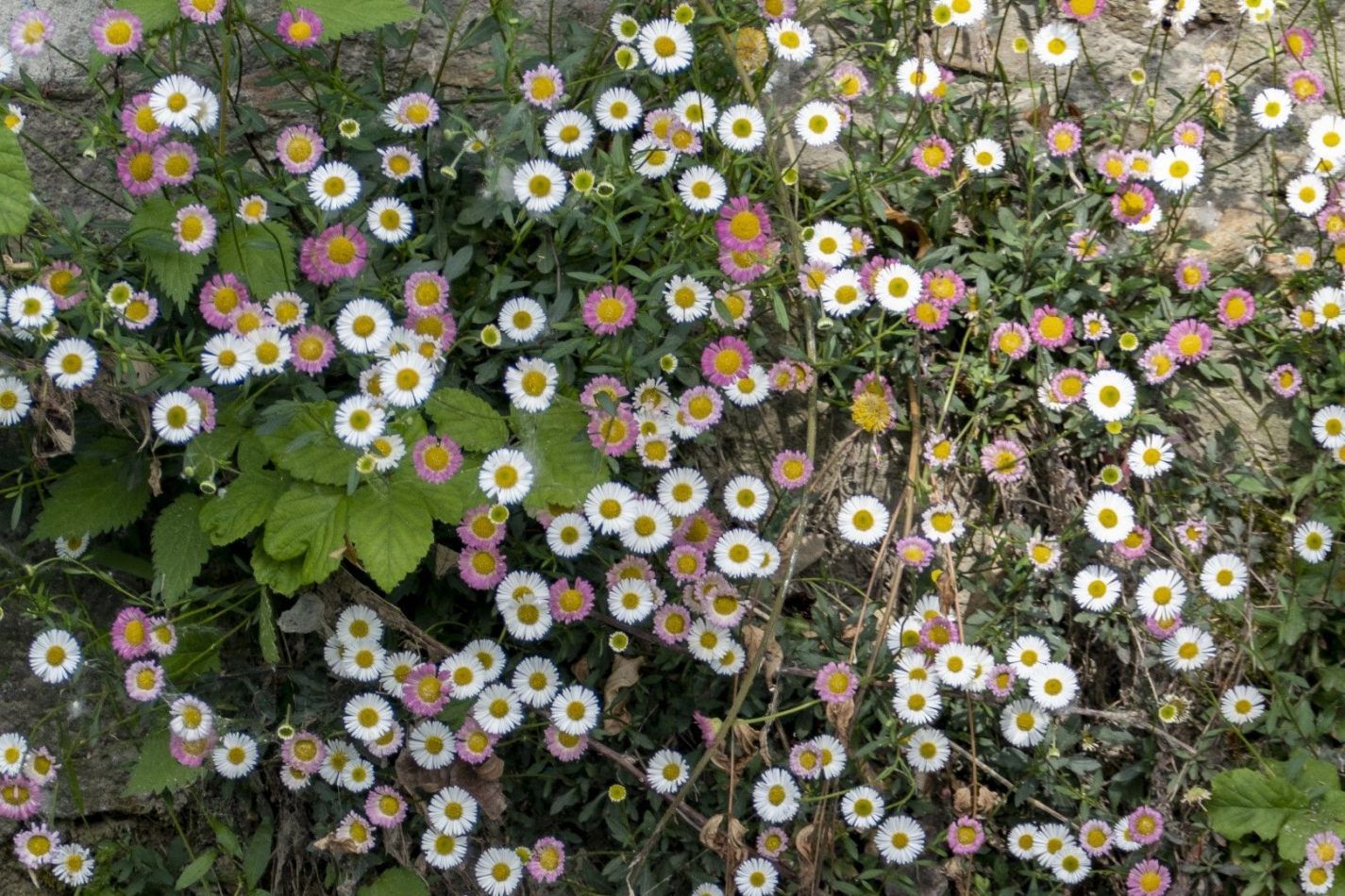 Storvandre: Adda River