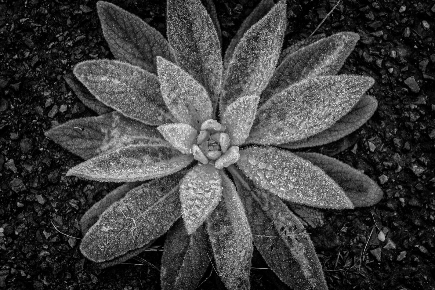 Storvandre: Virginia