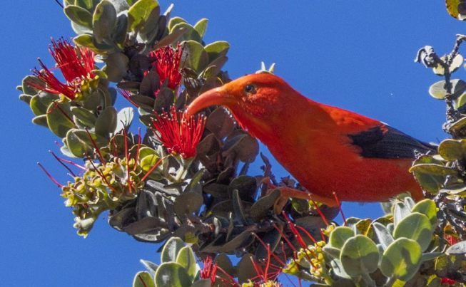 Hawaii  the Big Island Hakalau NWR
