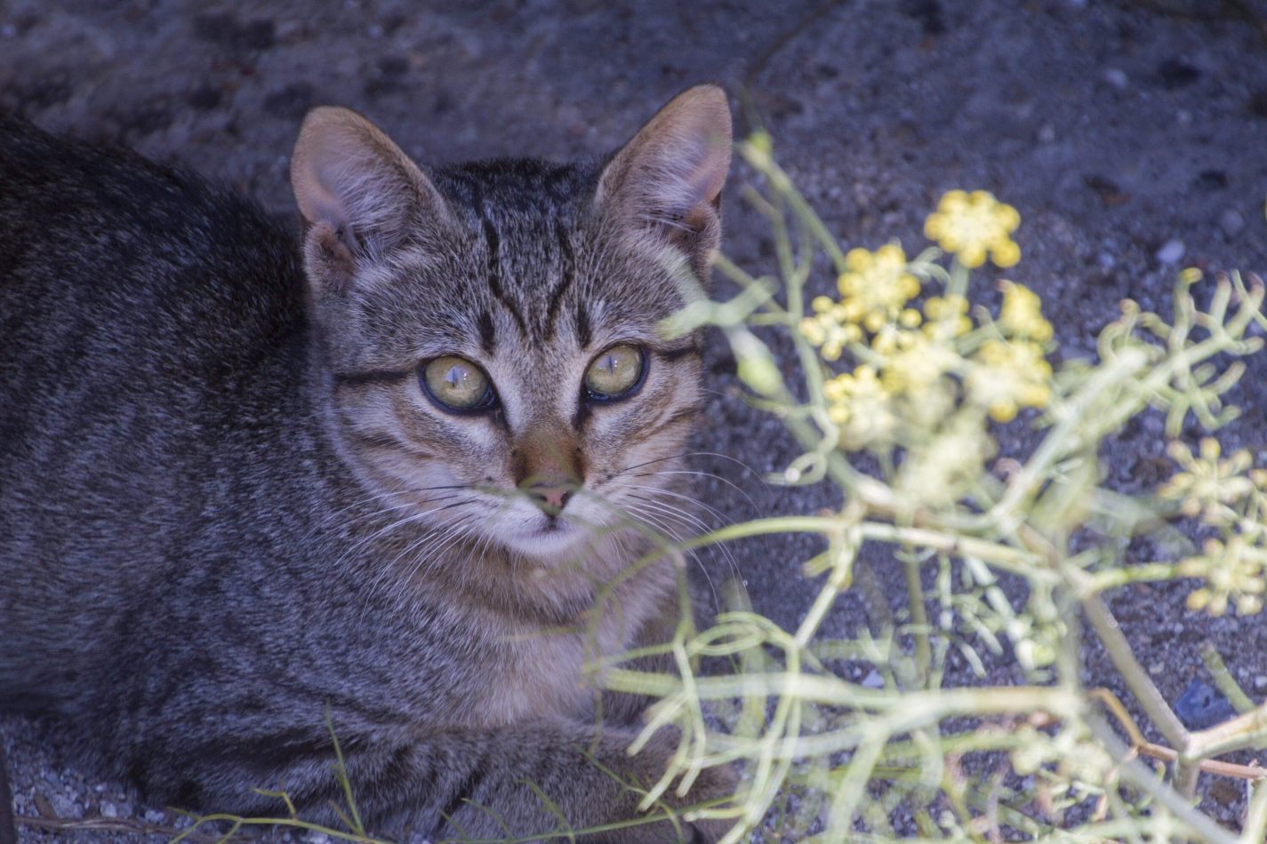 Storvandre: Santa Trega