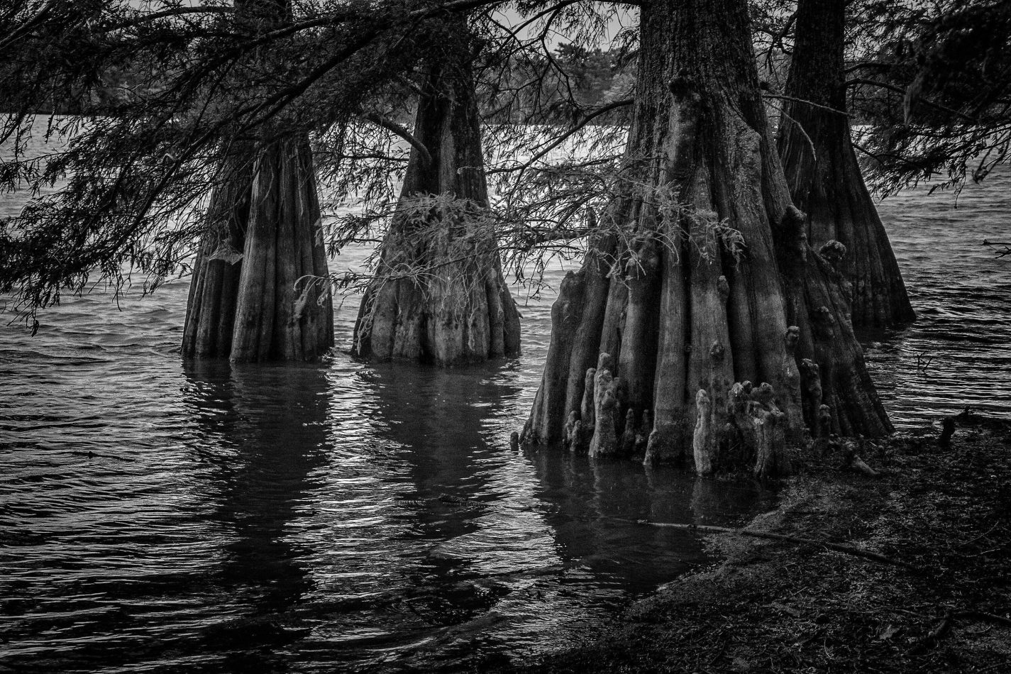 Storvandre: Mississippi