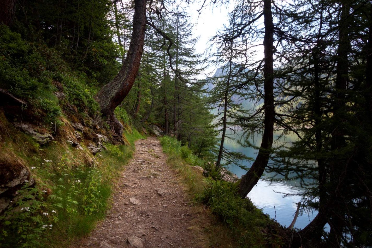 Storvandre: Ritom Lake