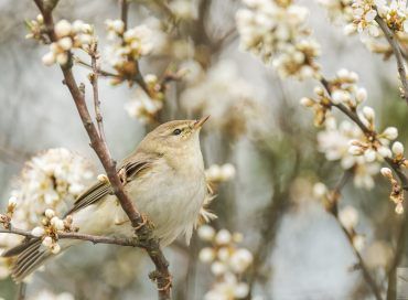 Phylloscopus trochilus
