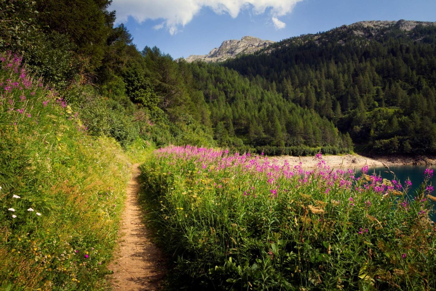 Storvandre: Ritom Lake
