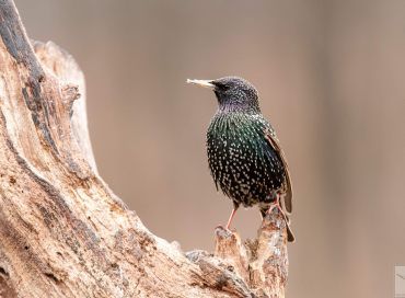 Sturnus vulgaris