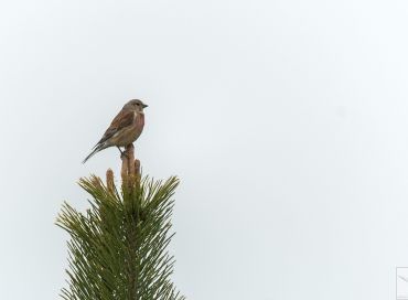 Carduelis cannabina