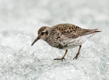 Calidris maritima