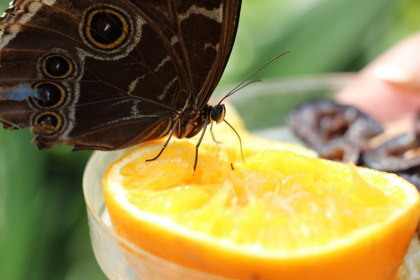 kctamvakisphotography: AMSTERDAM