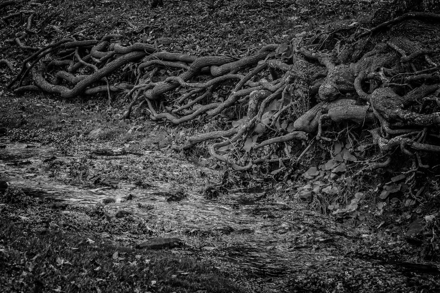 Storvandre: Virginia