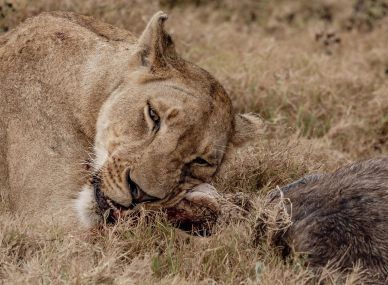 Gorongosa National Park