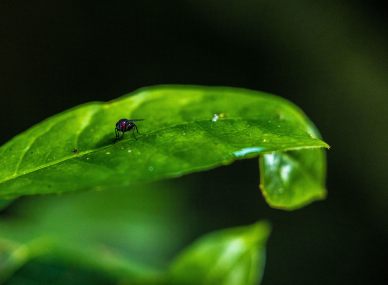 Nyungwe Forest National Park