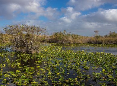 Everglades