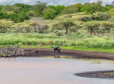 Hlane Royal National Park