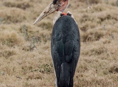 Gorongosa National Park