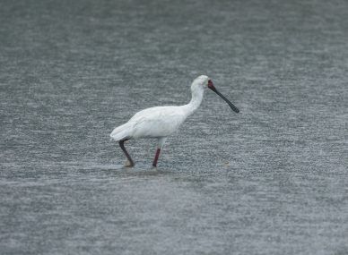 Gorongosa National Park