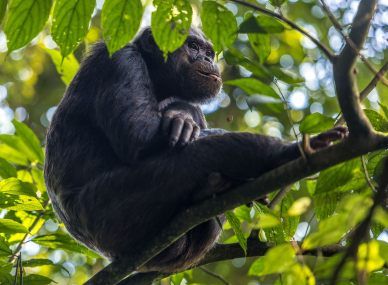 Nyungwe Forest National Park